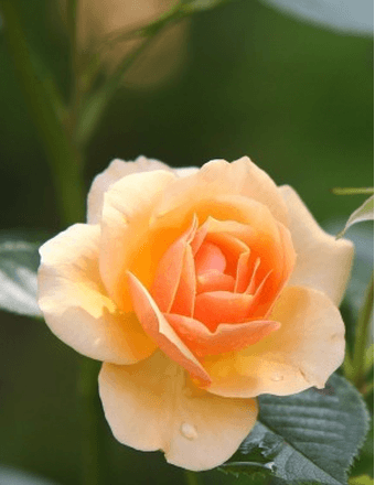 Ms. Maria Munevar-Palacio Obituary