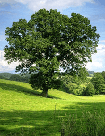 Ms. Gwendolyn Rayleen Fox Obituary
