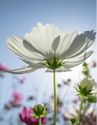 Ms. Sherry Anderson Obituary