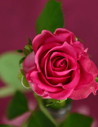Mrs. Mary Lynn Jett Obituary