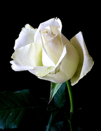 Mrs. Linda Allen Obituary