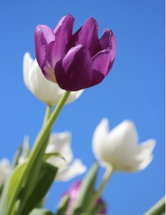 Mrs. Dorothy Dean Wheeler Obituary